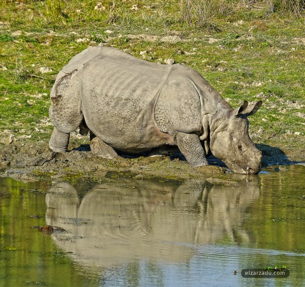 Rhino assoiffé 