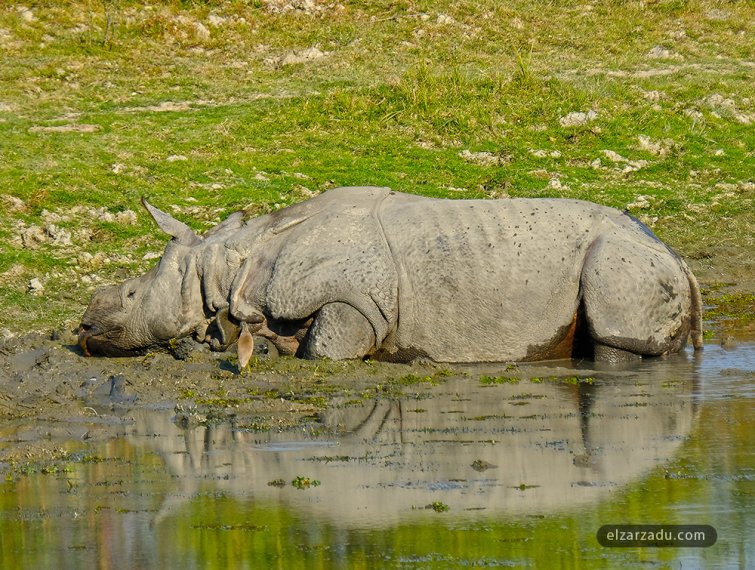 Rhinocéros indien à la sieste 
