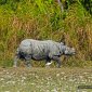 Rhino et son copain le héron garde-boeuf 